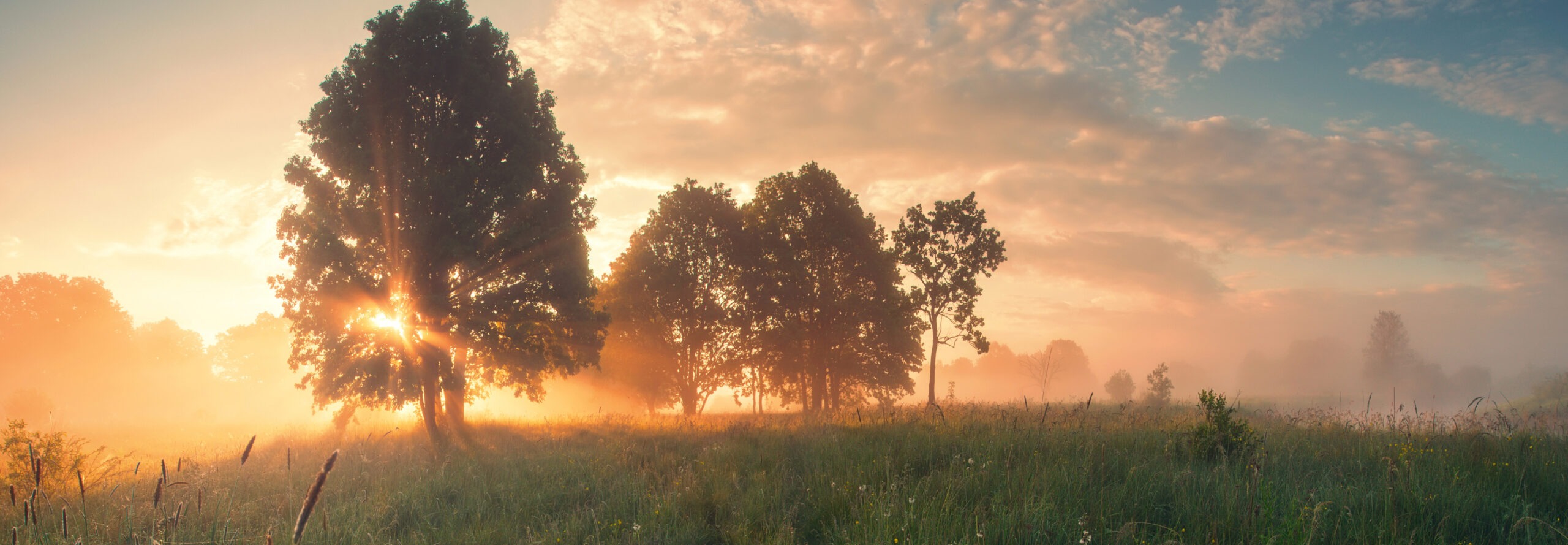 sun rising behind several trees